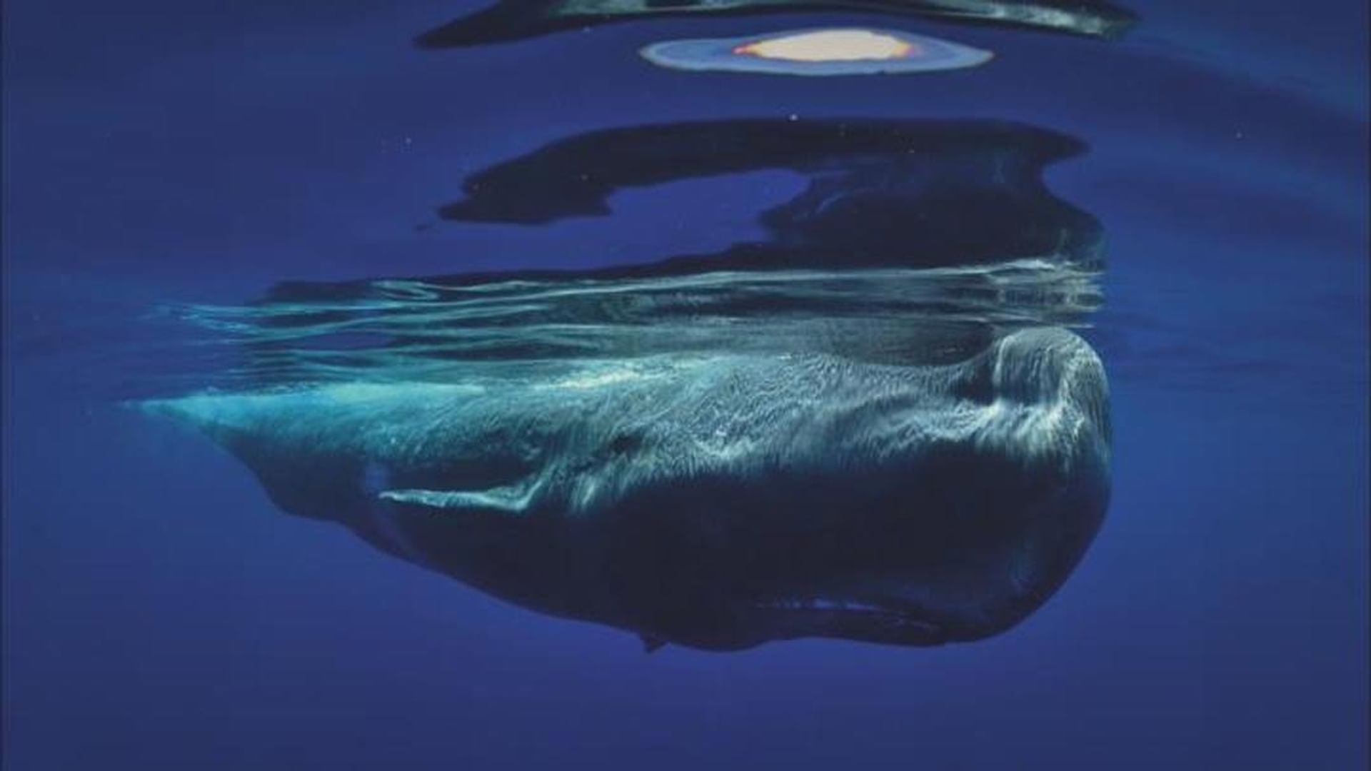 5 Meter Wale Beruhren Die Ganze Doku Arte