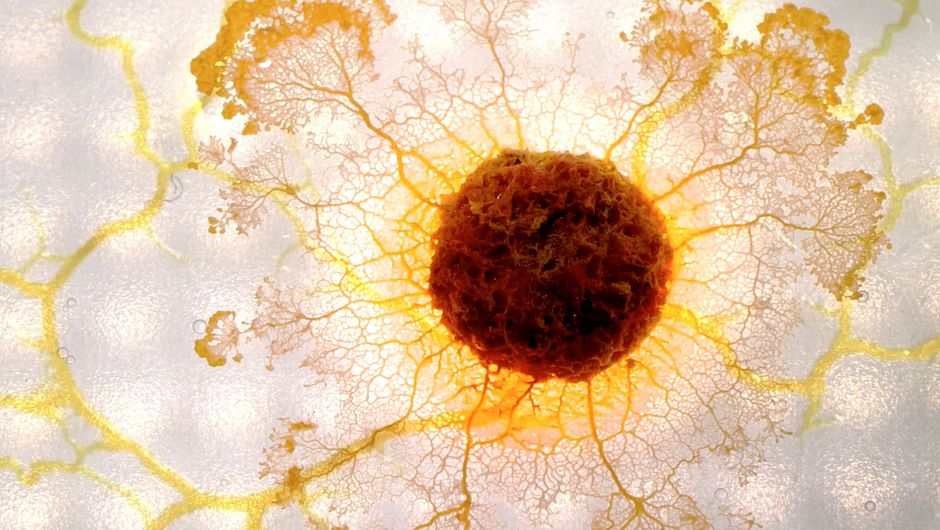 Der Blob - Schleimiger Superorganismus | ARTE