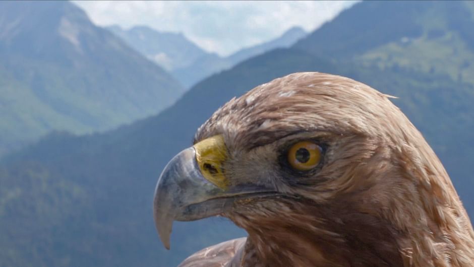 Re Der Steinadler Kehrt Zuruck Erfolg Fur Naturschutz Im Allgau Die Ganze Doku Arte