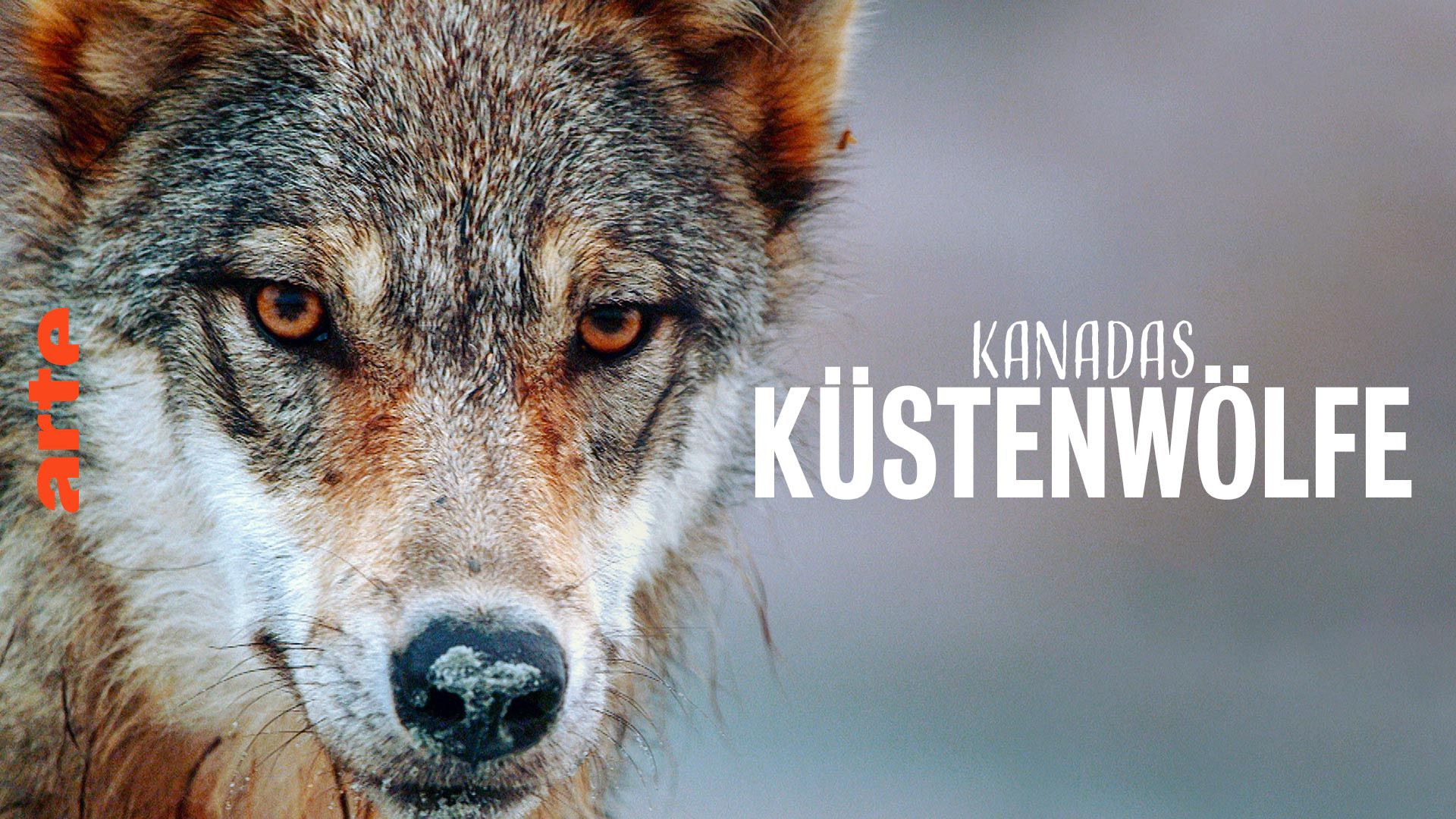 Kanadas Küstenwölfe - Die ganze Doku | ARTE