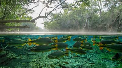 Unser Wasser Faszinierende Wunderwelten 1 3 Geschenk Der Natur Die Ganze Doku Arte