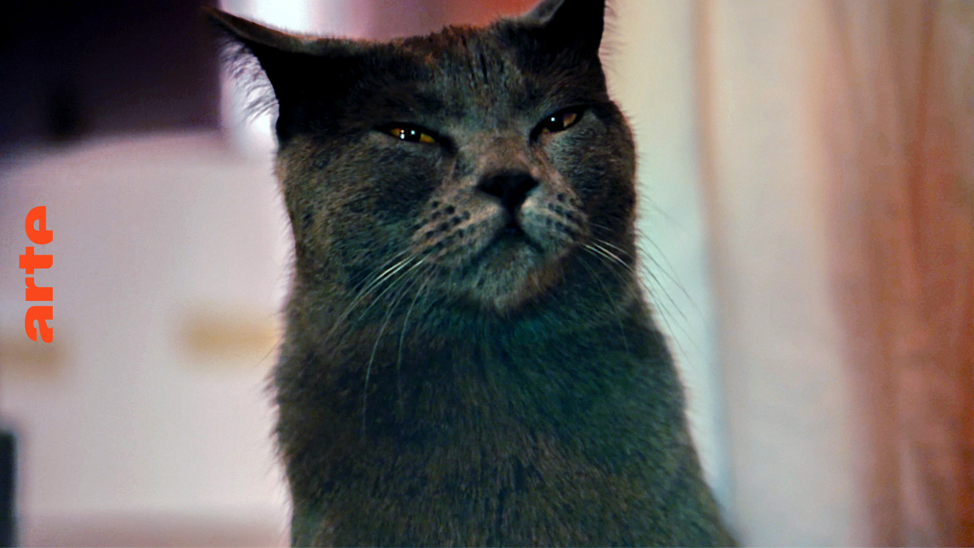 Die Katze von nebenan - Film in voller Länge | ARTE