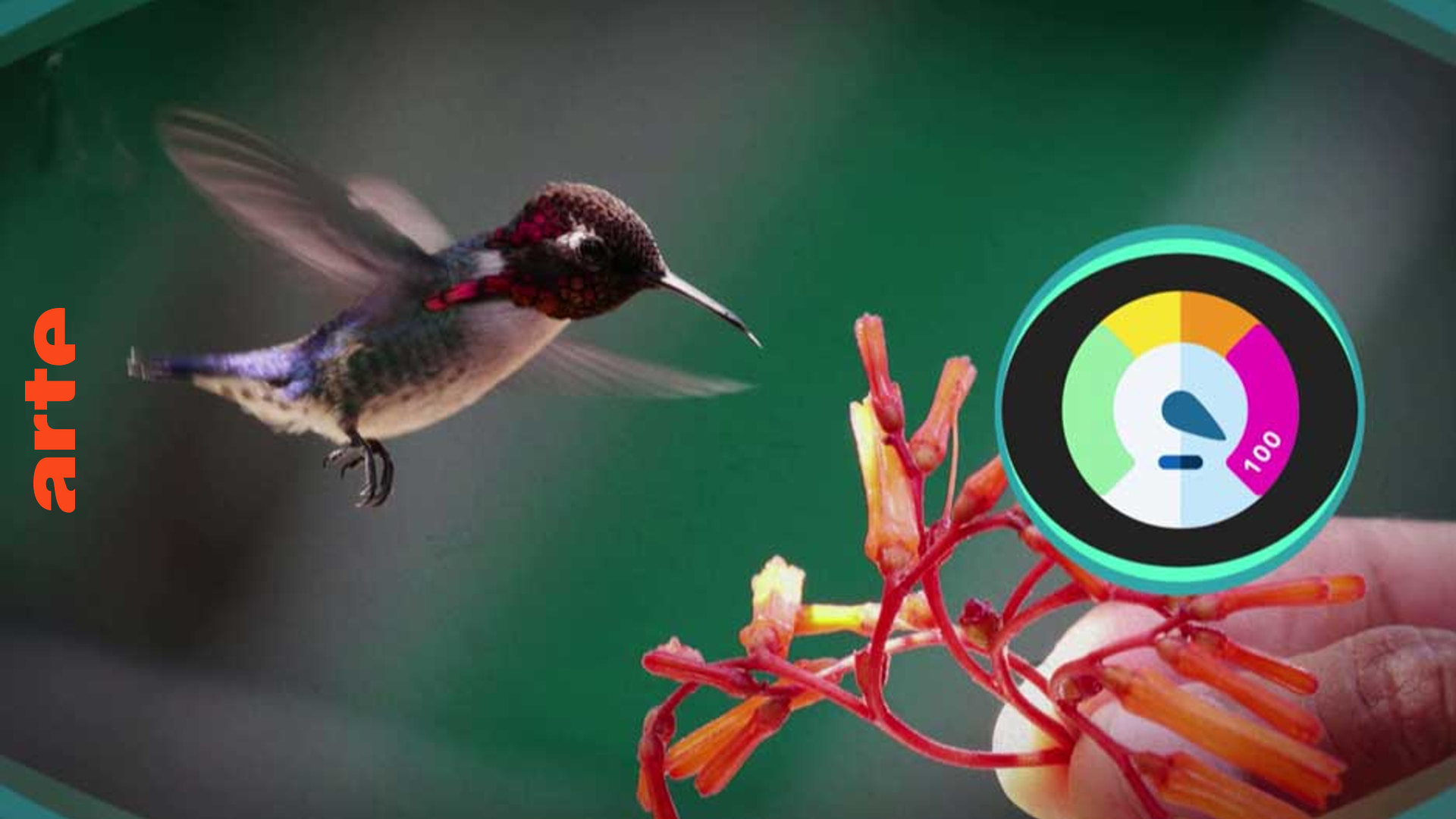 der miniatur vogel stadt land kunst die ganze doku arte