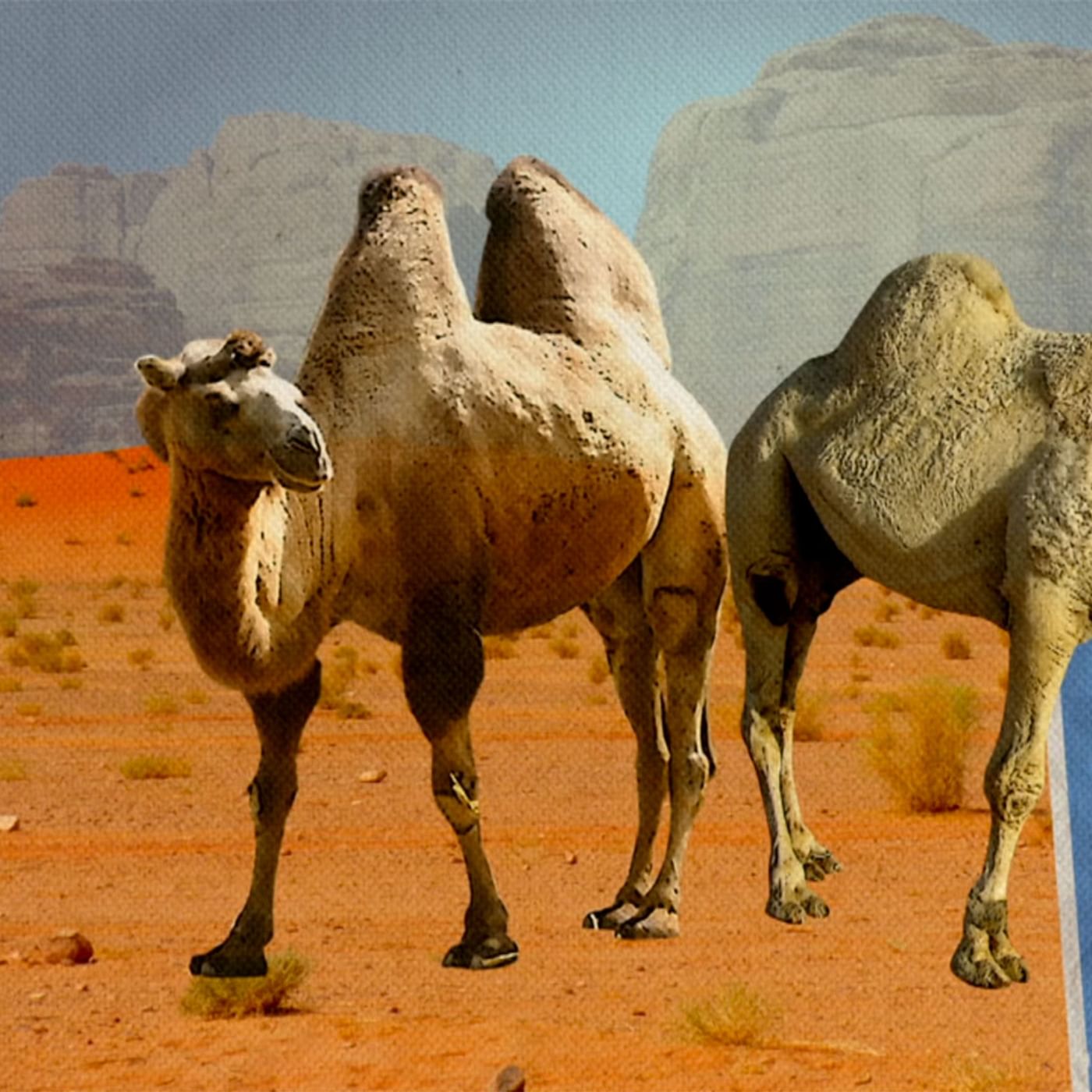 Warum Haben Kamele Hocker Die Ganze Doku Arte