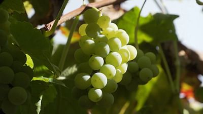 Kuba Susse Rache Stadt Land Kunst Die Ganze Doku Arte