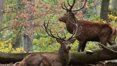 Kuba Susse Rache Stadt Land Kunst Die Ganze Doku Arte
