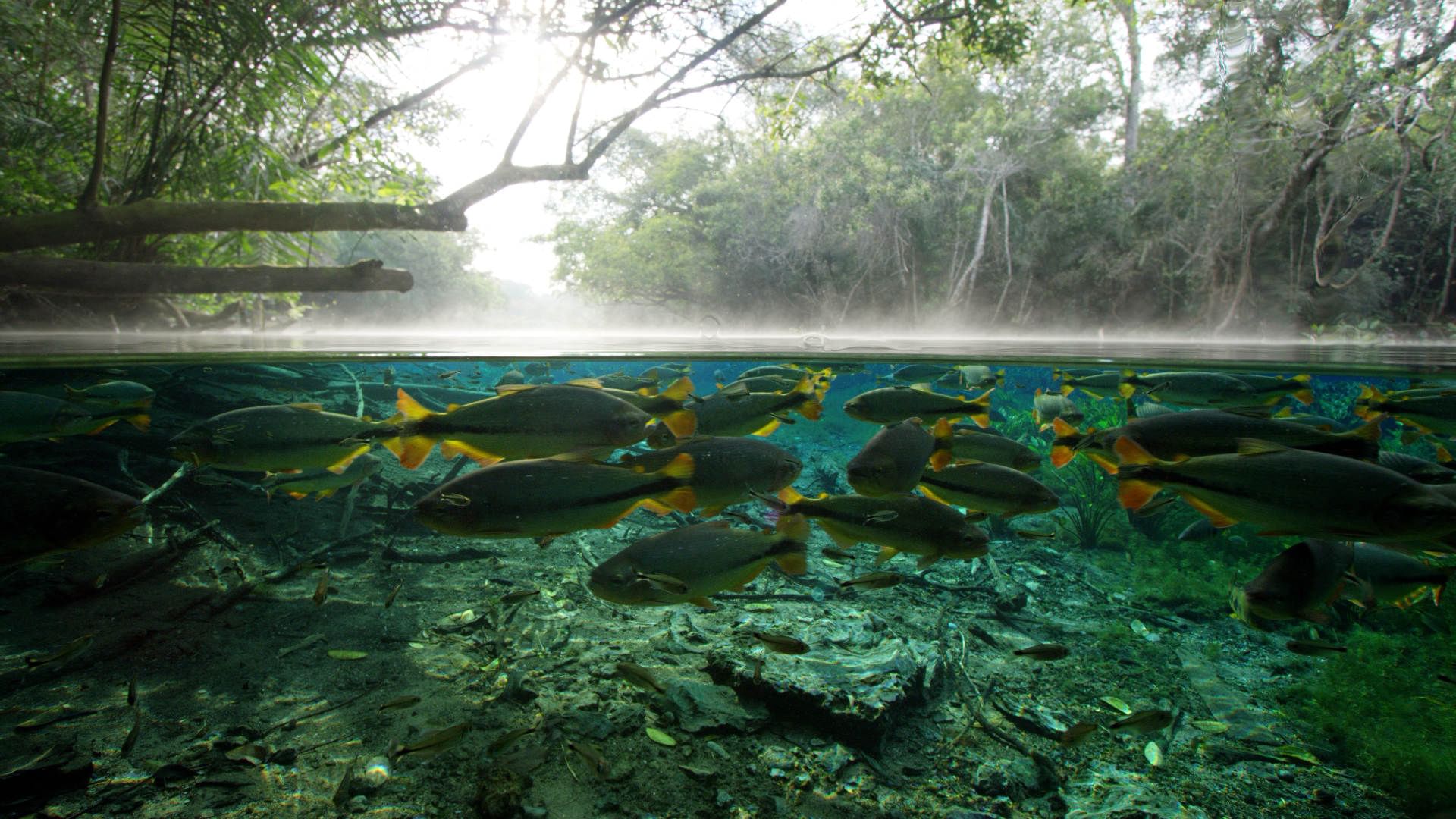 Unser Wasser Faszinierende Wunderwelten Wissenschaft Arte