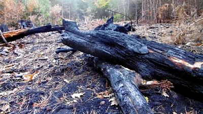 France: The Vosges Forest Under Threat France: The Vosges Forest Under Threat