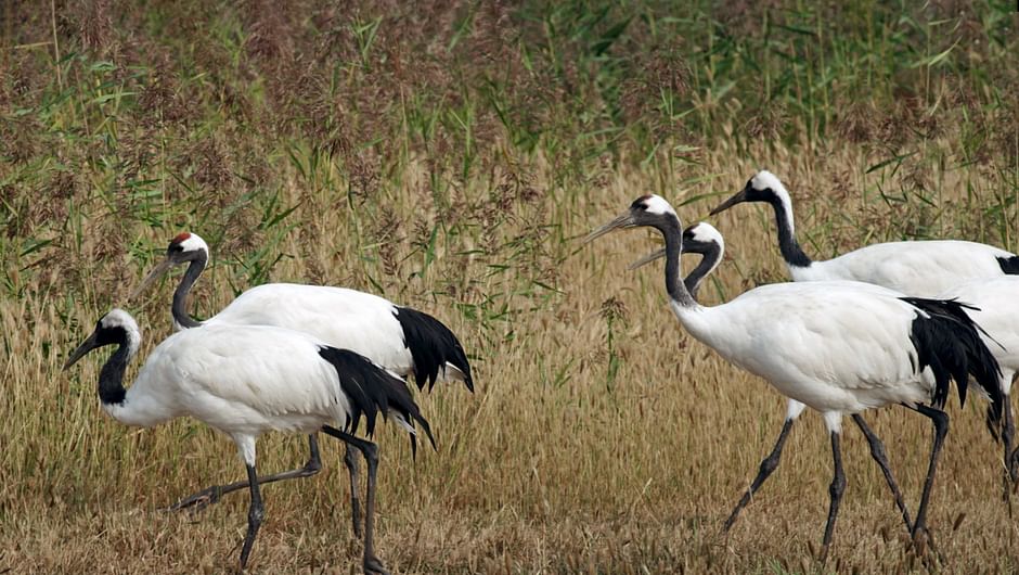 Blanc, comme le mont Tianzhu et le désert de Gobi