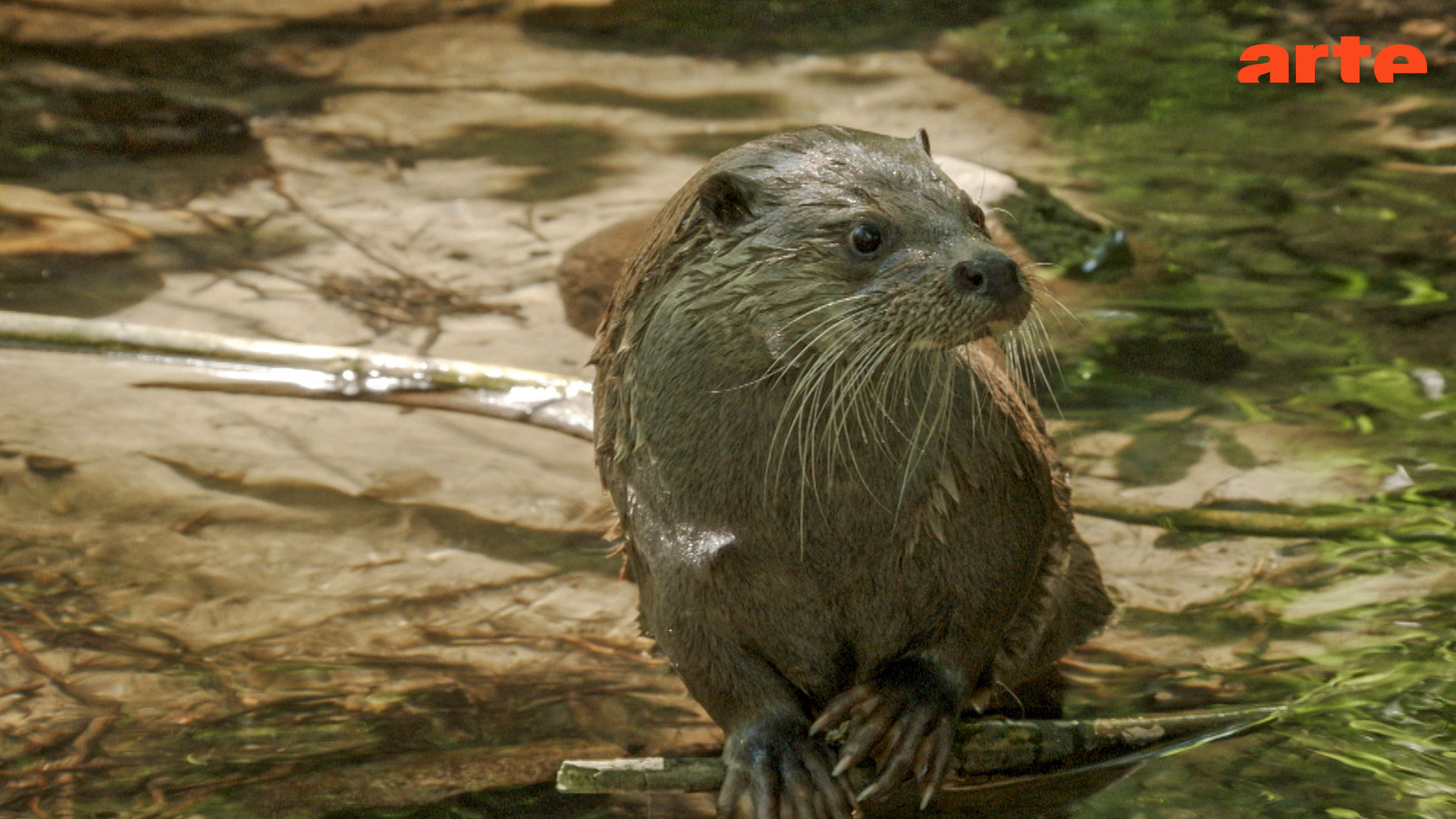 le retour de la nature sauvage allemagne du rideau de fer a la ceinture verte regarder le documentaire complet arte