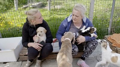 ARTE Regards - Au secours des chiens errants en Bulgarie ARTE Regards - Au secours des chiens errants en Bulgarie
