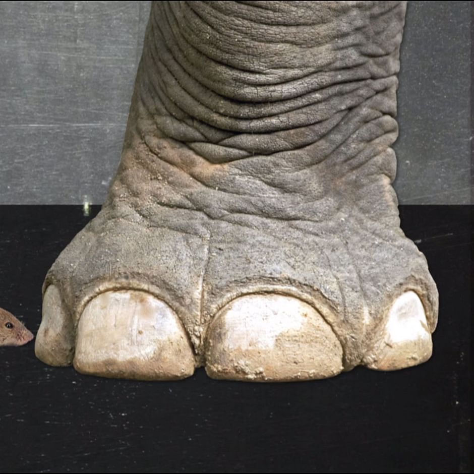Les Elephants Ont Ils Peur Des Souris Arte