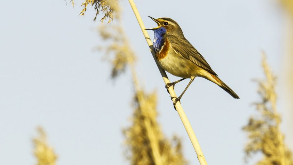 Une création humaine au profit de la faune