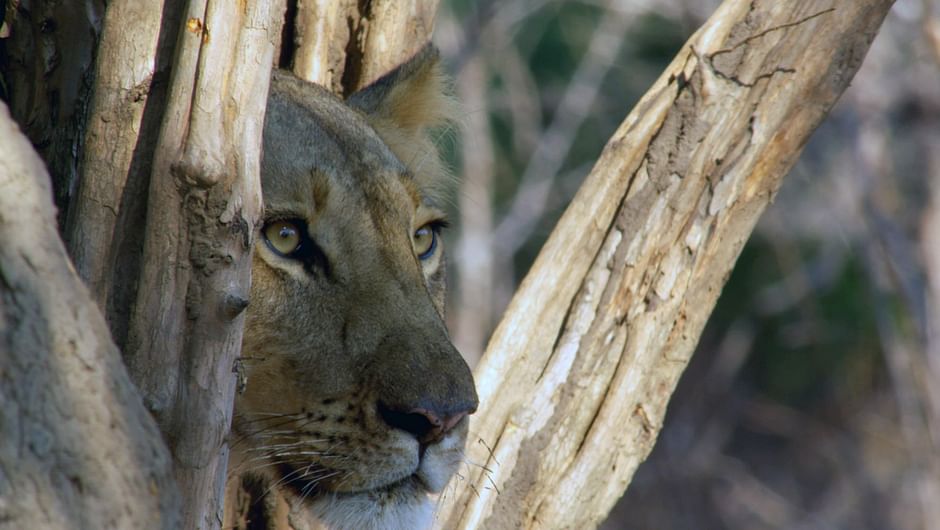 La vallée de la Luangwa