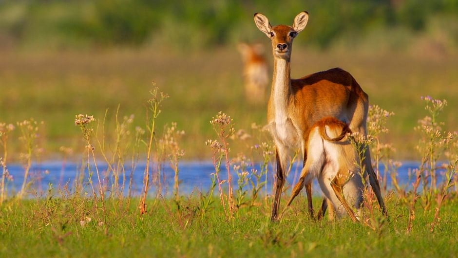 Le delta de l’Okavango