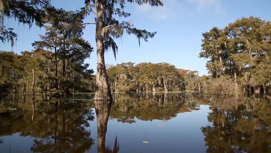 Zone Marecageuse Du Sud De La Louisiane