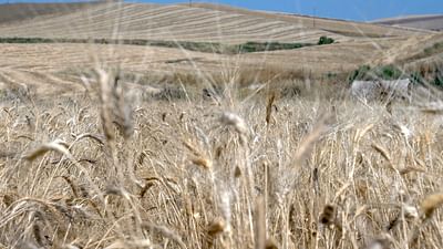 Gluten