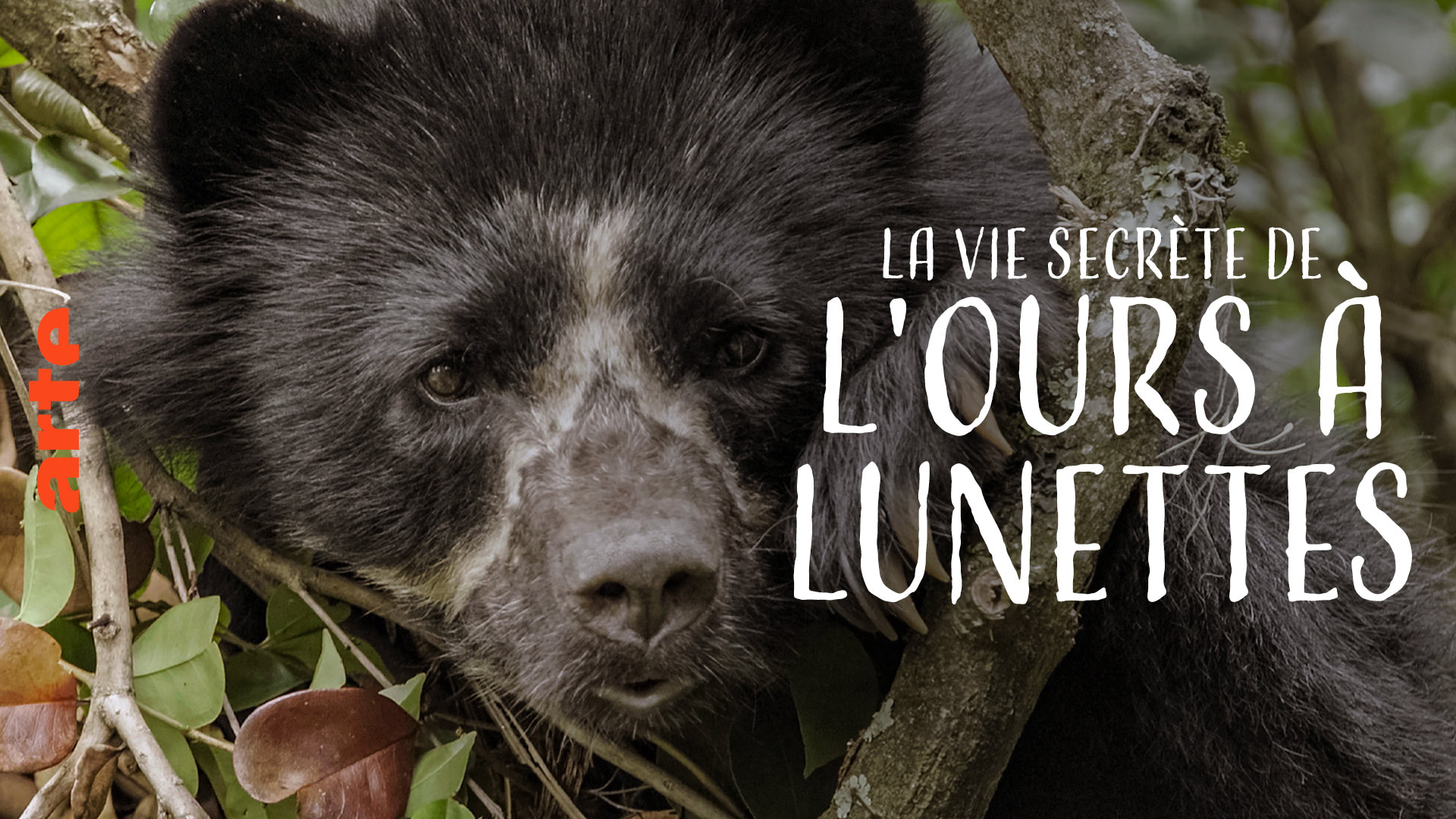 La Vie Secrete De L Ours A Lunettes Regarder Le Documentaire Complet Arte