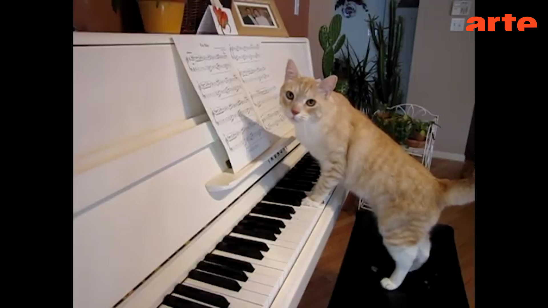 Gymnastique Pourquoi Un Artiste Ne Jure Que Par Son Chat Regarder Le Documentaire Complet Arte