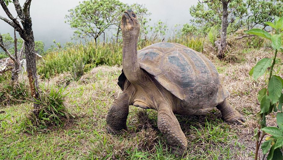 Le monde perdu des Galapagos