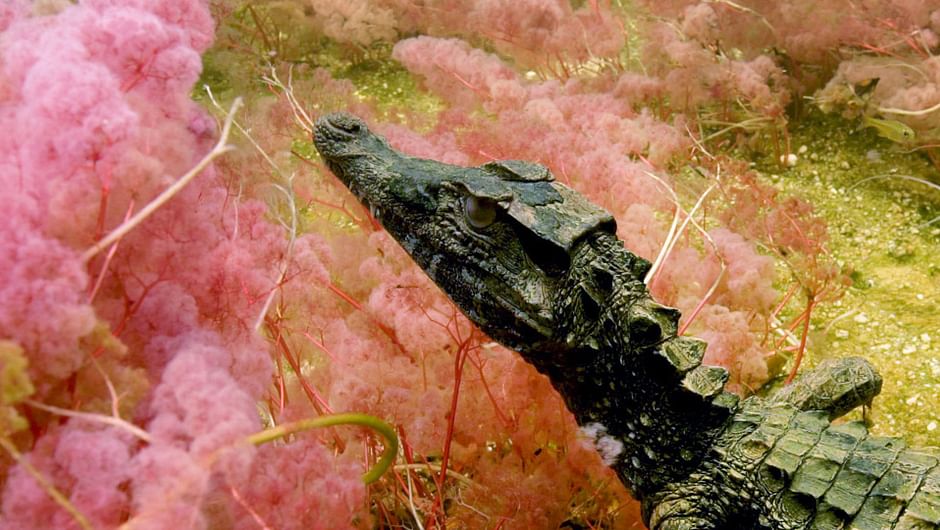 Cano Cristales : la rivière arc-en-ciel