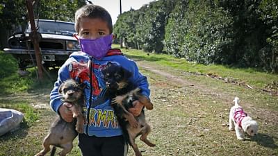 Covid-19 et animaux, quel impact ? Covid-19 et animaux, quel impact ?