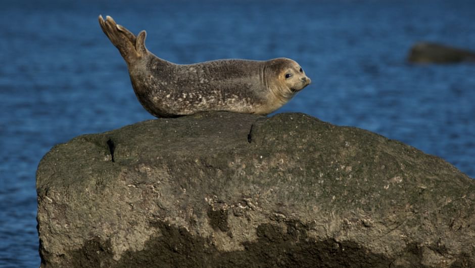 Une mégapole en mer