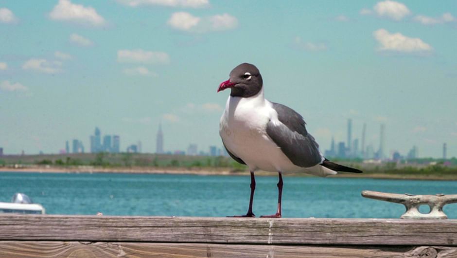 La faune de Jamaica Bay