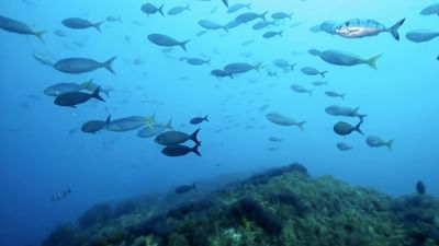 Dossier : les océans Dossier : les océans