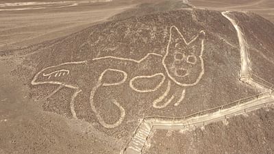Pérou : un chat dans le désert Pérou : un chat dans le désert