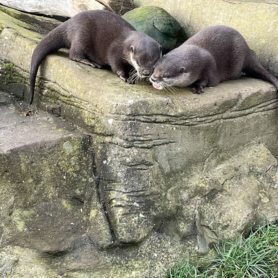 Loutres Amour En Ligne 28 Minutes Regarder L Emission Complete Arte