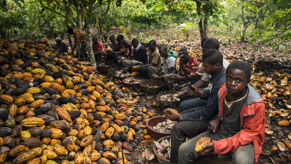 Cacao : à qui profite le chocolat ?