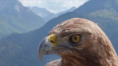 Il ritorno dell'Aquila Reale Il ritorno dell'Aquila Reale