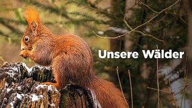 Unsere Wälder.