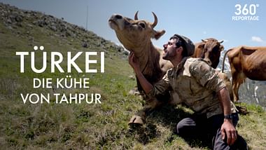 Türkei: Die Kühe von Tahpur