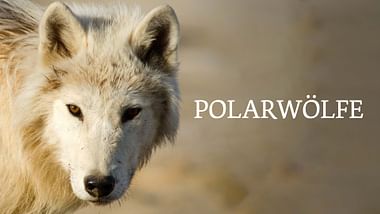 Polarwölfe
