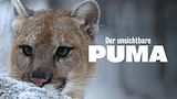 Der unsichtbare Puma