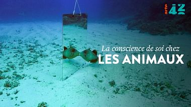 La conscience de soi chez les animaux - 42' la réponse à presque tout