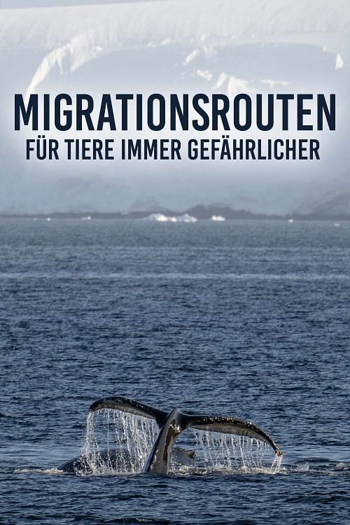 Warum sind wandernde Tiere bedroht?.