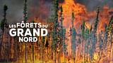 Les forêts du Grand Nord