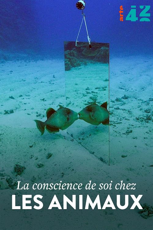 Les animaux ont-ils conscience d’eux-mêmes ?.