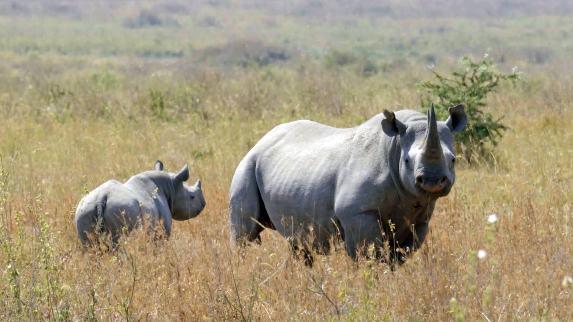 Biodiversity Or Extinction - Mankind's Greatest Challenge - Watch The ...