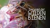 Im Wald der wilden Bienen