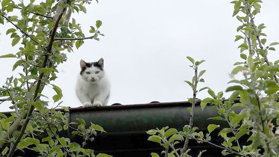 Re: Jagd auf Katzen? - Die ganze Doku | ARTE