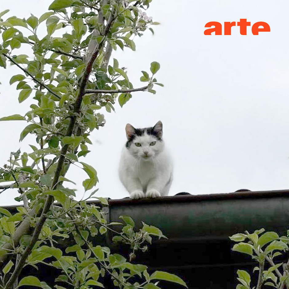 Re: Jagd auf Katzen?