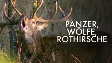 Panzer, Wölfe, Rothirsche