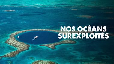 Nos océans surexploités