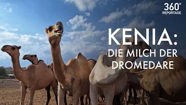 Die Milch der Dromedare
