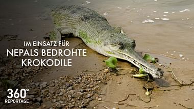 Im Einsatz für Nepals bedrohte Krokodile.