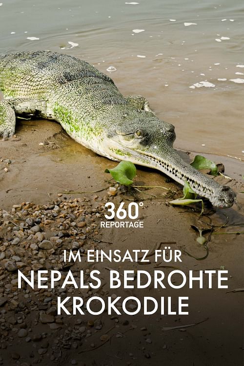 Im Einsatz für Nepals bedrohte Krokodile.